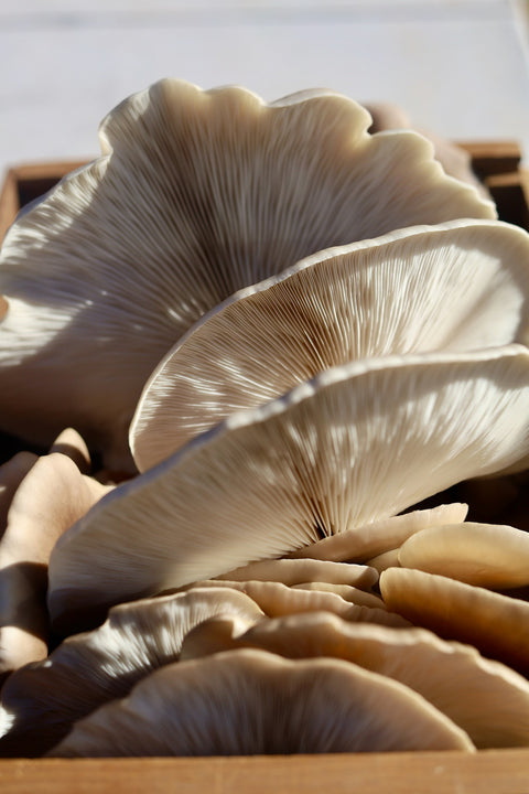 Functional mushrooms offer a range of benefits for both short and long-term health // learn more →